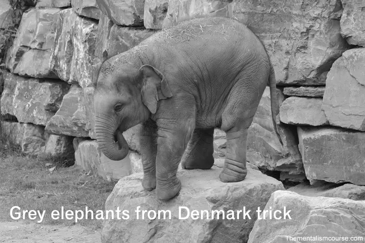 Mind tricks like grey elephant in Denmark